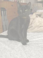 Lost Male Cat last seen Myrrh st , Compton, CA 90220