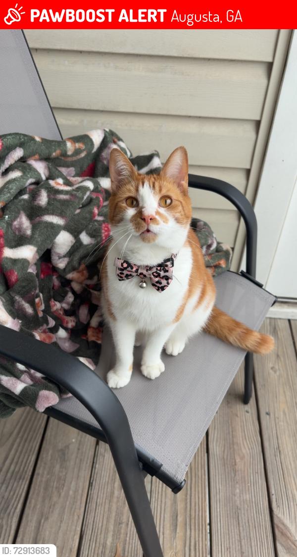 Lost Male Cat last seen Near West apmts, Augusta, GA 30907