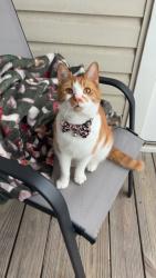 Lost Male Cat last seen Near West apmts, Augusta, GA 30907