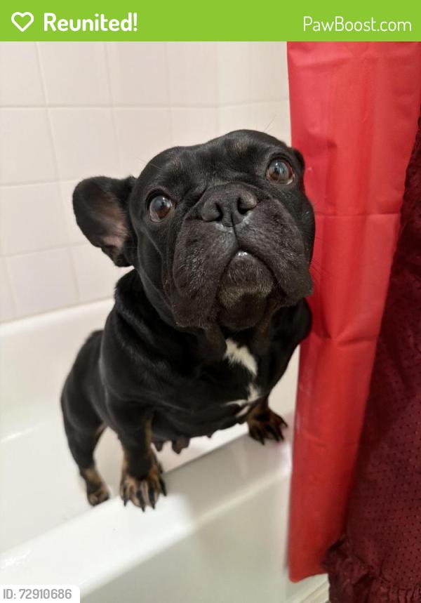 Reunited Female Dog last seen Near fallbrook dr 77086, Houston, TX 77086