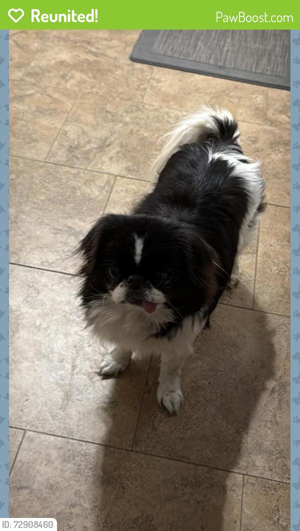 Reunited Female Dog last seen Ridge Cir Dr, San Antonio, TX 78233, USA, San Antonio, TX 78233