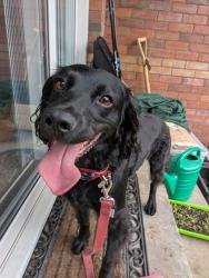 Found/Stray Female Dog last seen Glenisland train station , Greenisland, Northern Ireland BT38 8GL