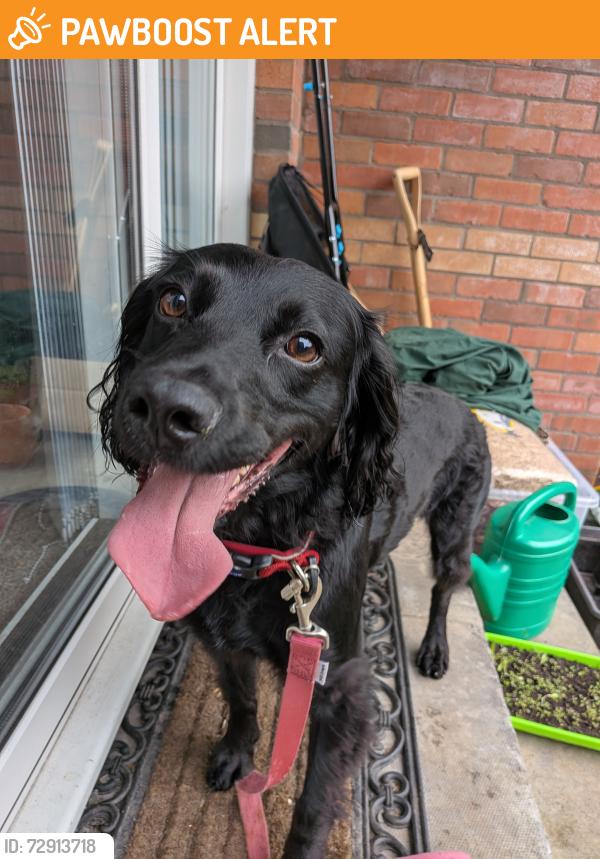 Found/Stray Female Dog last seen Glenisland train station , Greenisland, Northern Ireland BT38 8GL