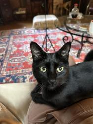 Lost Female Cat last seen Marion and Florence , Mill Valley, CA 94941