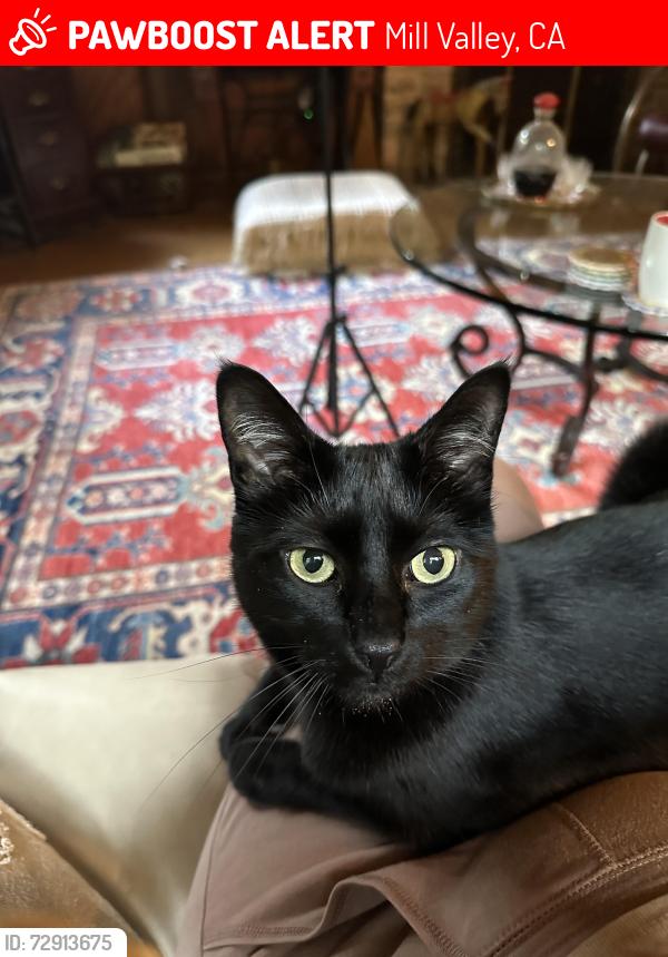 Lost Female Cat last seen Marion and Florence , Mill Valley, CA 94941