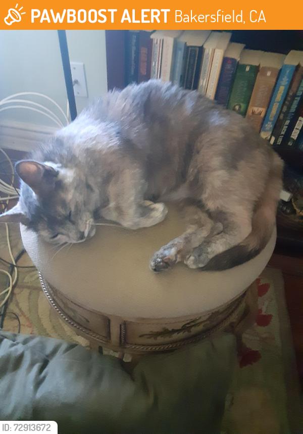 Found/Stray Female Cat last seen Kern City, Bakersfield, Bakersfield, CA 93309