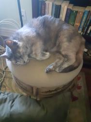 Found/Stray Female Cat last seen Kern City, Bakersfield, Bakersfield, CA 93309