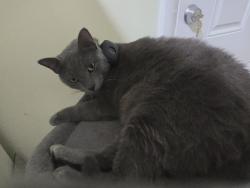 Lost Female Cat last seen Wickline Blvd  and Dixie Hwy , Lantana, FL 33462