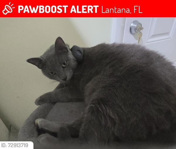 Lost Female Cat last seen Wickline Blvd  and Dixie Hwy , Lantana, FL 33462