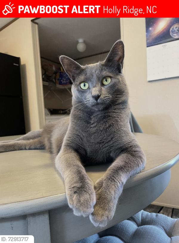 Lost Female Cat last seen S. Parker Rd. Holly Ridge, NC, Holly Ridge, NC 28445