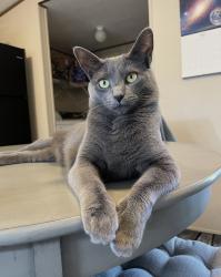 Lost Female Cat last seen S. Parker Rd. Holly Ridge, NC, Holly Ridge, NC 28445