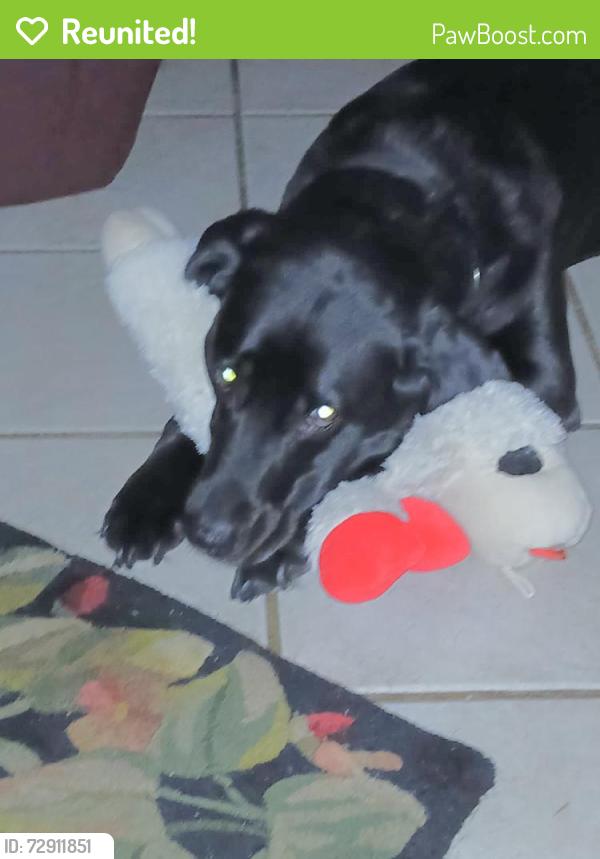 Reunited Female Dog last seen The Commons Goodlette-frank Rd and 7th Ave N, Naples, FL 34102