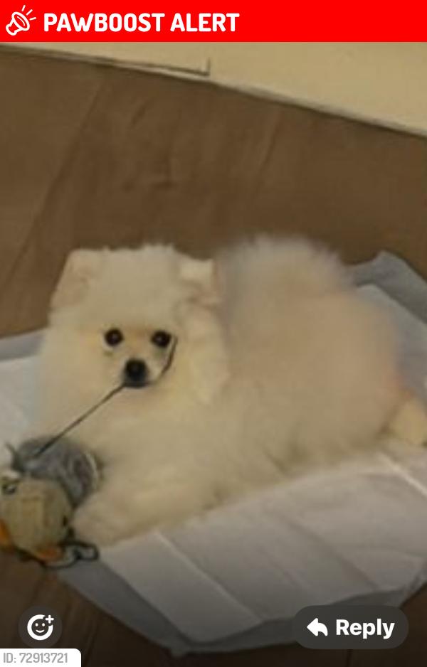 Lost Male Dog last seen Went outside my hse , Greater London, England HA1 4XH