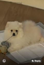 Lost Male Dog last seen Went outside my hse , Greater London, England HA1 4XH
