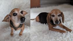 Reunited Female Dog last seen Richmond Henrico turnpike, Richmond, VA 23222