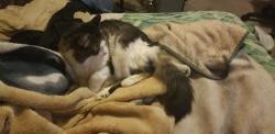 Lost Female Cat last seen Woodmere in Claremore. , Claremore, OK 74019