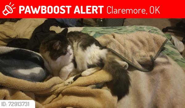Lost Female Cat last seen Woodmere in Claremore. , Claremore, OK 74019