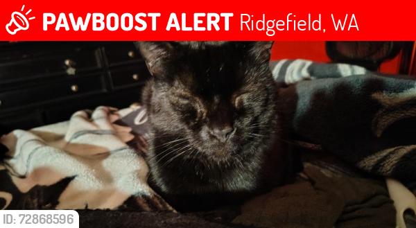 Lost Male Cat last seen 32nd & 173rd ridgefield wa, Ridgefield, WA 98642