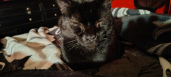 Lost Male Cat last seen 32nd &  173rd ridgefield wa, Ridgefield, WA 98642