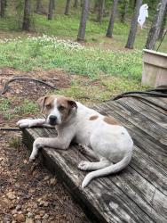 Found/Stray Female Dog last seen I have her please call and I will bring her to you, Batesville, MS 38606