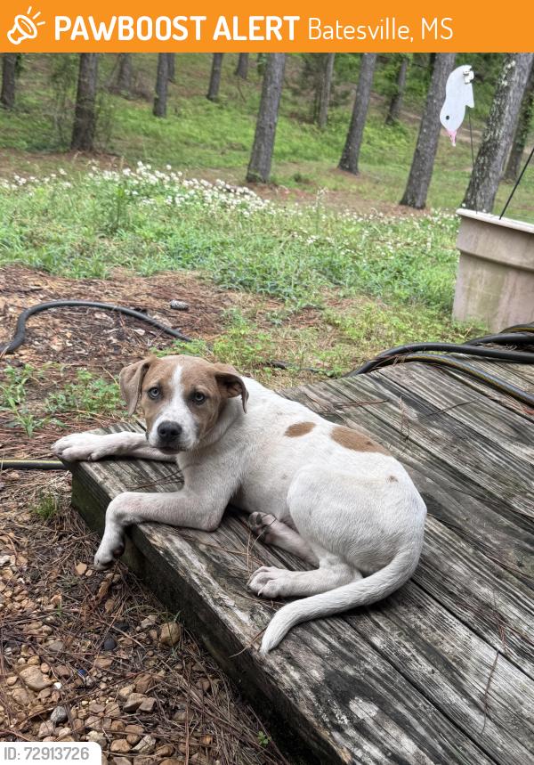 Found/Stray Female Dog last seen I have her please call and I will bring her to you, Batesville, MS 38606