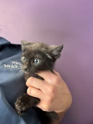Shelter Stray Male Cat last seen Near S 4000 W, Bluffdale, UT, 84065, Taylorsville, UT 84123