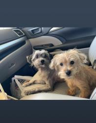 Reunited Male Dog last seen Blue diamond, Las Vegas, NV 89178