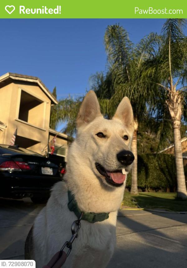 Reunited Female Dog last seen SpringHill Suites by Marriott Turlock, Turlock, CA 95380