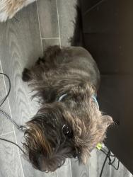 Reunited Female Dog last seen Near n business interstate, New Braunfels, TX 78130