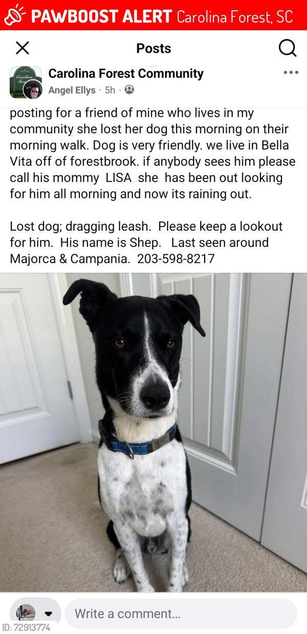 Lost Male Dog last seen Selena Drive, Tidewater, Carolina Forest, SC 29579