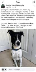 Lost Male Dog last seen Selena Drive, Tidewater, Carolina Forest, SC 29579