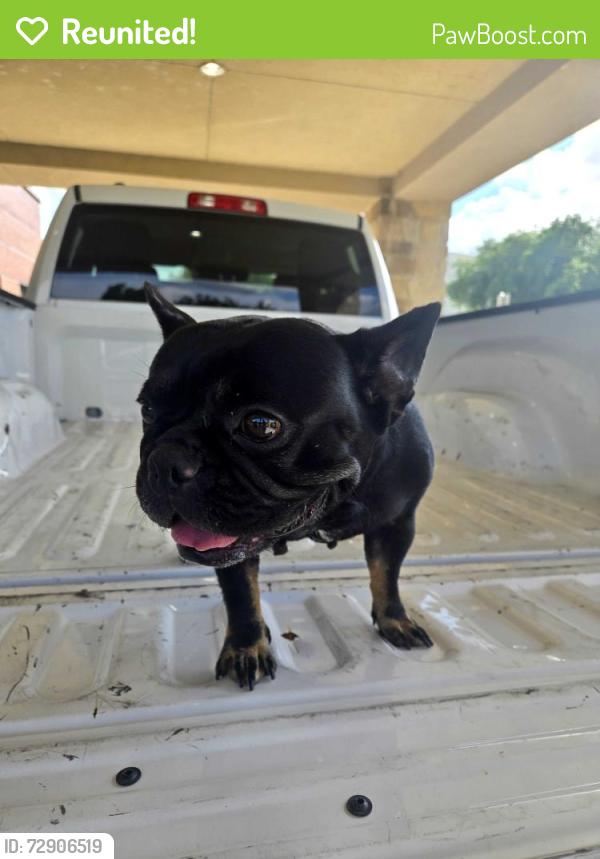 Reunited Female Dog last seen Beltway 8, Houston, TX 77066