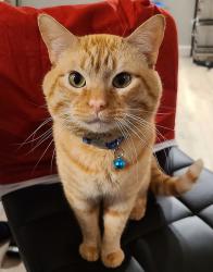 Lost Male Cat last seen E 5th st and Central, Highland, CA 92346