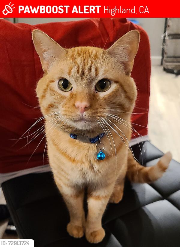 Lost Male Cat last seen E 5th st and Central, Highland, CA 92346