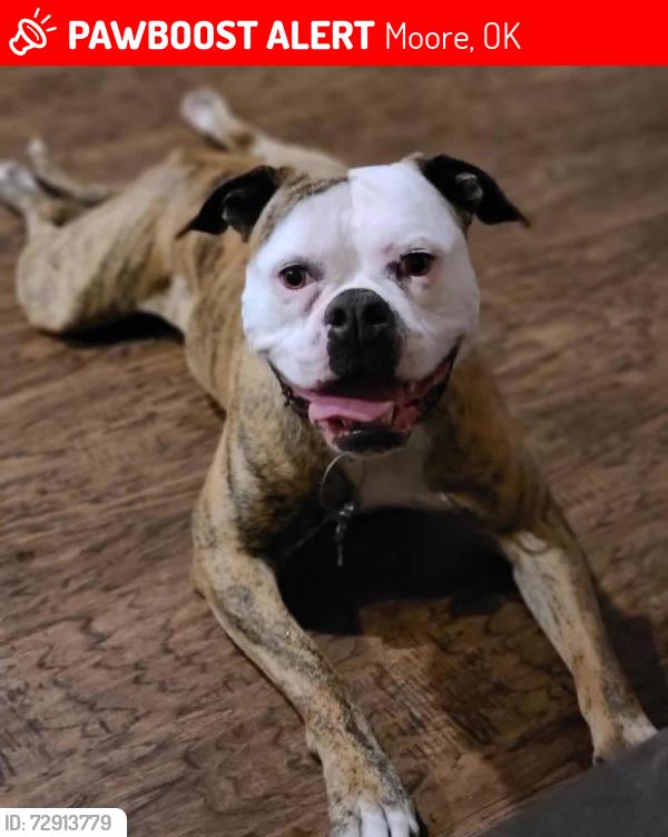 Lost Female Dog last seen 4th and eastern, Moore, OK 73160