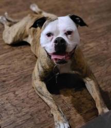 Lost Female Dog last seen 4th and eastern, Moore, OK 73160