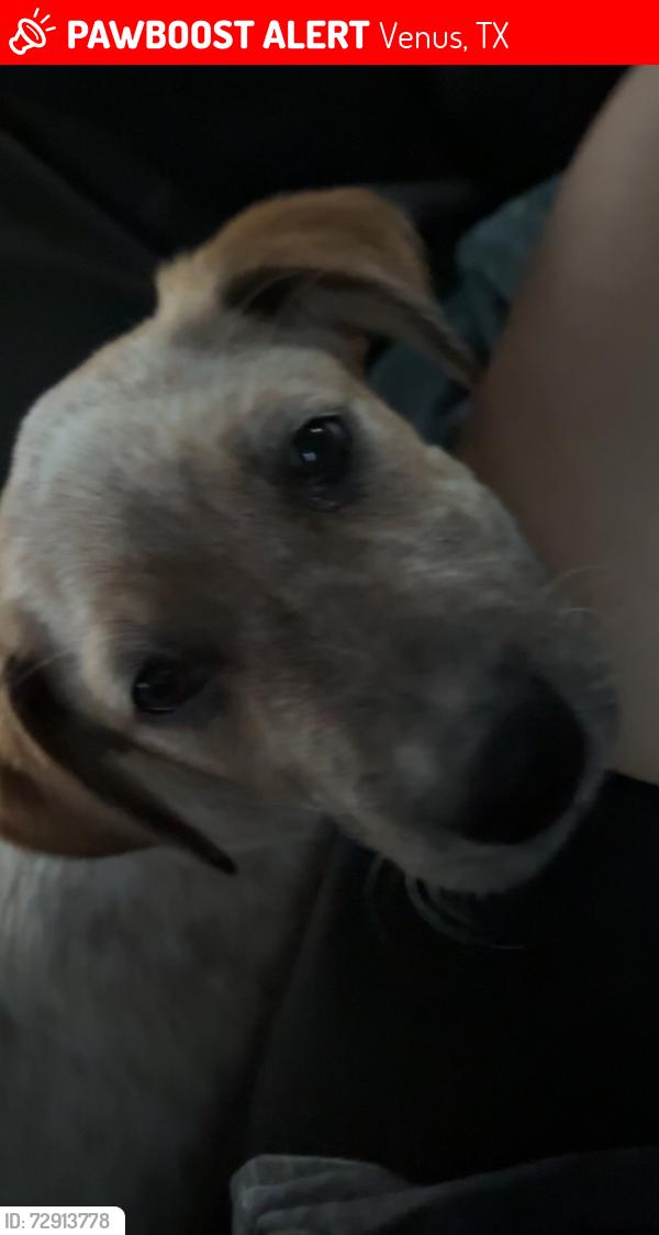 Lost Male Dog last seen Near Lathem Blvd, Venus, TX 76084
