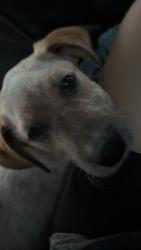 Lost Male Dog last seen Near Lathem Blvd, Venus, TX 76084