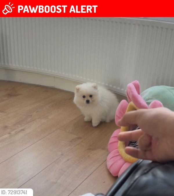 Lost Male Dog last seen Harrow , Station Approach, England HA1 1BB