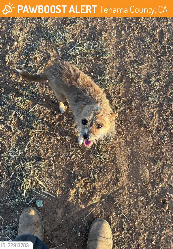 Found/Stray Male Dog last seen C View Rd & Paskenta Rd, Corning , Tehama County, CA 96021