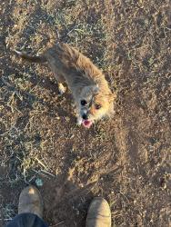 Found/Stray Male Dog last seen C View Rd & Paskenta Rd, Corning , Tehama County, CA 96021