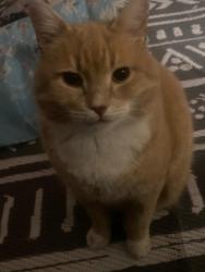 Reunited Male Cat last seen Brookvale road , Derbyshire, England DE5 8NQ