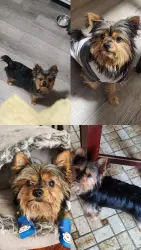 Reunited Male Dog last seen Near Githens Ave pennsauken , Pennsauken, NJ 08109
