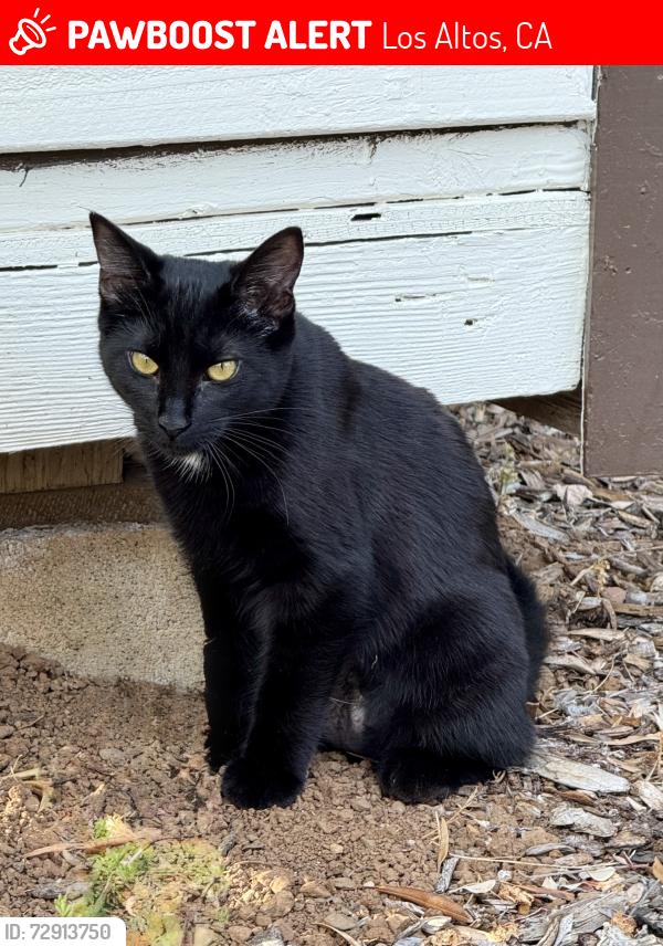 Lost Female Cat last seen Covington Road and Bellevue Court, Los Altos, CA 94024