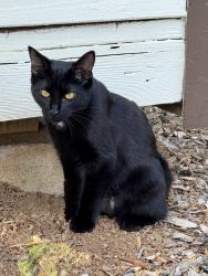 Lost Female Cat last seen Covington Road and Bellevue Court, Los Altos, CA 94024
