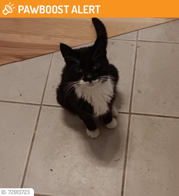 Found/Stray Female Cat last seen Lawerence Lake trail, Thurston County, WA 98597