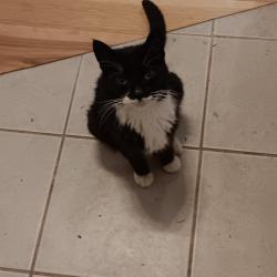 Found/Stray Female Cat last seen Lawerence Lake trail, Thurston County, WA 98597