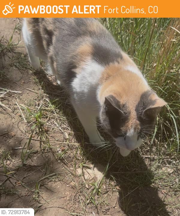 Found/Stray Unknown Cat last seen At Edora Park, Fort Collins, CO 80525