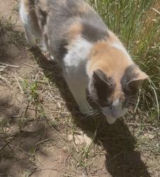 Found/Stray Unknown Cat last seen At Edora Park, Fort Collins, CO 80525