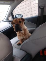 Found/Stray Male Dog last seen Quil court by cherry and baseline , Fontana, CA 92336